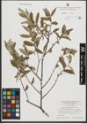 Foto von Salix salviifolia Brot.